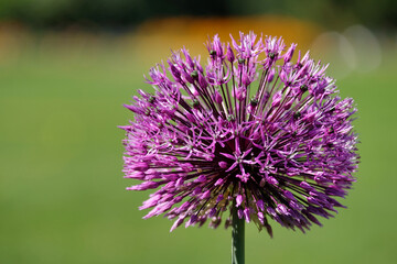 Allium, Zierlauch