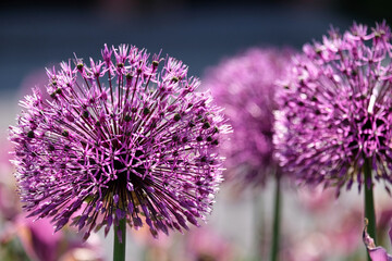 Allium im Blumenbeet, Zierlauch