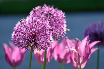 Allium im Blumenbeet, Zierlauch