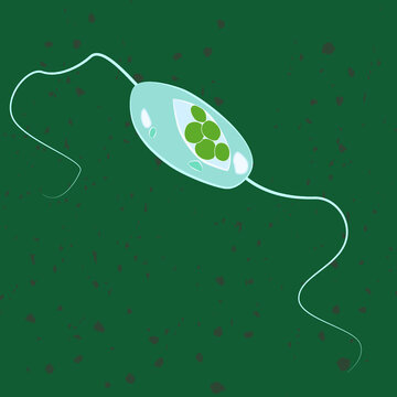 Vector illustration of single-celled eukaryote Euglenozoa, Protozoa