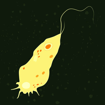 Vector illustration of single-celled eukaryote Mycetozoa, Protozoa