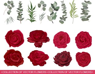 Vector set of flowers and herbs. Red roses, various plants, leaves, grass. Collection of greenery, eucalyptus.