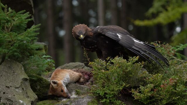 Eagle catch red fox. Golden Eagle, Aquila chrysaetos, feeding on killed animal in rock stone mountains. Animal behavior, bird with open wings with catch. Nature wildlife, Slovakia, Europe.