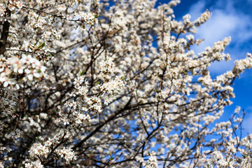 Obraz premium A blooming branch of tree in spring. Flowers of the cherry blossoms on a spring day. High quality photo