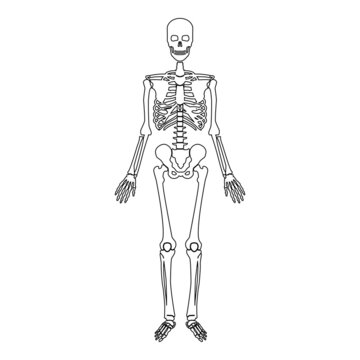 Skeleton human contour outline line icon black color vector illustration image thin flat style