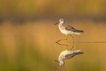 In the water in the spring time, Common Greenshank
