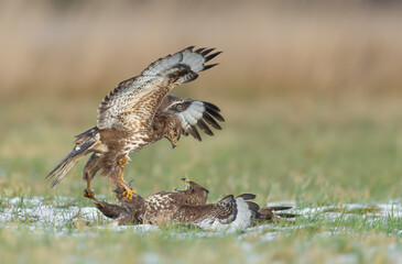 Predators fighting in the meadow, Common Buzzard