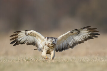 Flying raptor over the meadow at sunrise, Common Buzzard