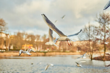 Swans swim on the summer lake Kaliningrad.