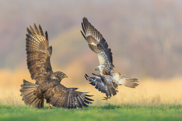 Predators fighting in the meadow, Common Buzzard