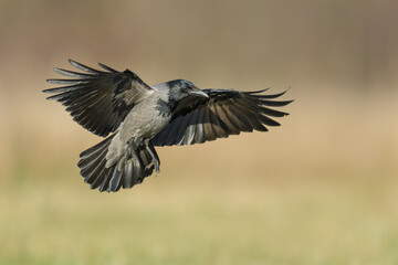 Patrol flight over the meadow, Hooded Crow