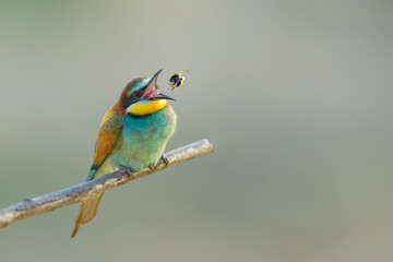 Spring season with a bee in its beak, European Bee-eater