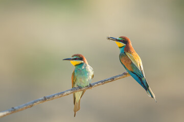 Spring season with a bee in its beak, European Bee-eater