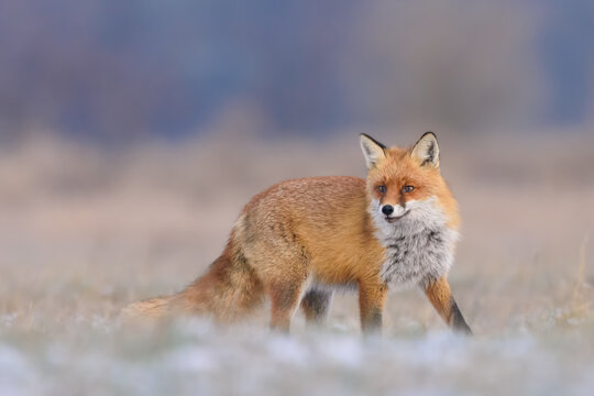 Hunting in a meadow, Red Fox