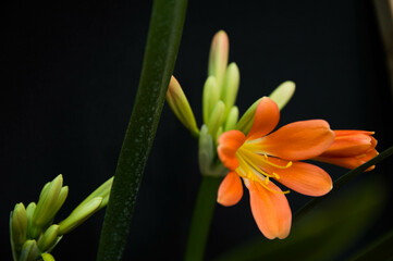 Obraz premium Flor de lirio naranja fondo negro