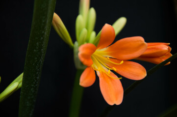 Flor de lirio naranja fondo negro