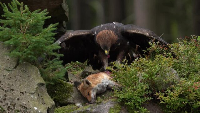 Eagle catch red fox. Golden Eagle, Aquila chrysaetos, feeding on killed animal in rock stone mountains. Animal behavior, bird with open wings with catch. Nature wildlife, Slovakia, Europe.