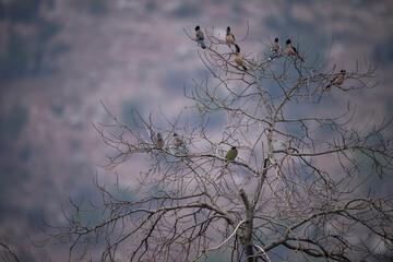 Flock of Black headed Jay and Great Barbet on tree