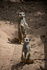 suricata