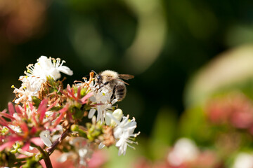 Abeille et fleurs
