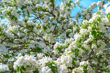 White Apple Flowers. Beautiful flowering apple trees. Background with blooming flowers in spring day. Blooming apple tree Malus domestica close-up. Apple Blossom.