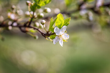 Blossoming of cherry plum tree with cute white flowers in the spring garden, natural outdoor seasonal background with copy space