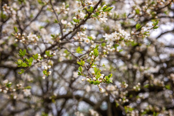 Fresh white buds on the branches of blossoming cherry plum tree in the spring garden, natural outdoor seasonal background