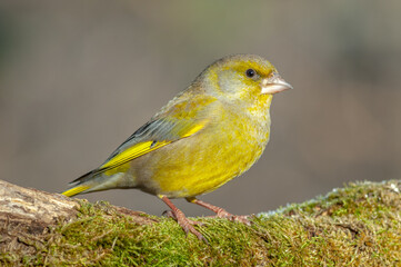 Greenfinch perched on a branch in the forest. (Chloris chloris).