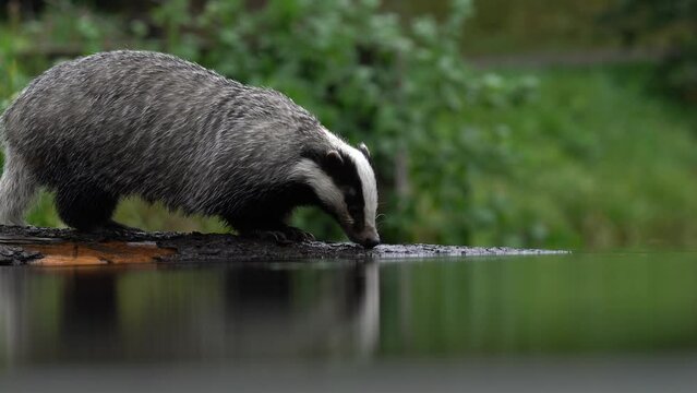 Wildlife in Europe forest. Badger in wood, animal in nature habitat, Germany, Europe. Wild Badger drink water in the river, Meles meles, animal in wood. Mammal in environment, rainy day. 