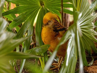 Yellow Brid