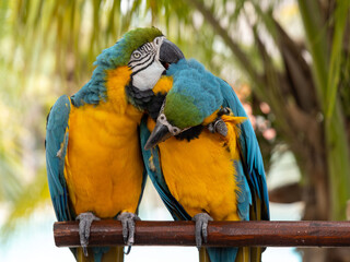 Birds in love