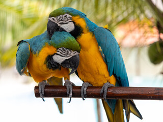 Birds on love 