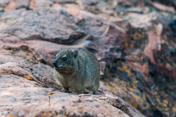 Rock hyrax, Procavia capensis / Rock dassie, on the Waterberg Plateau in Namibia, Africa