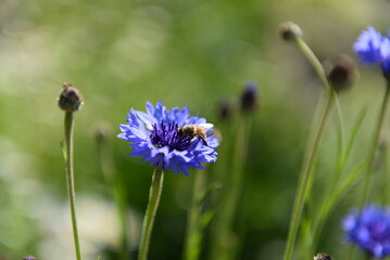 Bee on a purple flower in the garden Blurry natural green background. Blue flower on a meadow