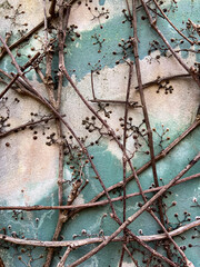 white and blue background with dry branches of grapes