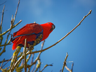 Perroquet rouge perché dans un arbre au parc animalier de Branféré en Bretagne dans le Morbihan 