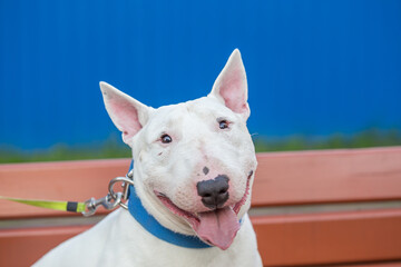 White bull terrier dog, muzzle close-up smiling face, sitting with his tongue out, greens in nature