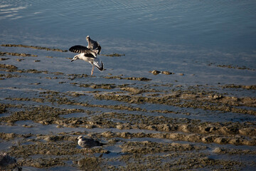 Fototapeta premium Cotentin, mouette