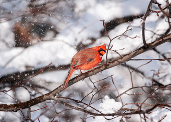 Male Northern Cardinal