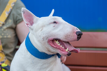 White bull terrier dog, muzzle close-up smiling face, sitting with his tongue out, greens in nature