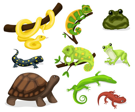 Reptile vector animal reptilian character. Serpent, reptile and amphibians, frog, iguana and python vector illustration set. Cartoon exotic amphibian and reptiles