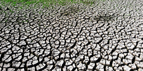 fresh green grass on dry soil in nature garden