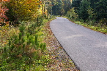 Asphalt road through the deep forest. Nature background.
