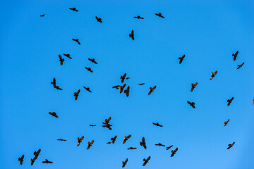 Flock of black crows flying in a blue clear sky in Italian Alps, Lessinia Plateau Regional Natural Park (Altopiano della Lessinia), Bosco Chiesanuova, Verona province, Veneto, Italy, Europe.