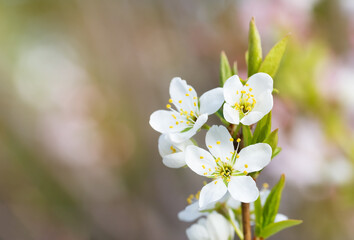 Blooming white flowers tree on blurred background. Selective focus.