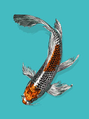Illustrated koi (fish). Ideal for tranquil themes. Multiple layers make it easy to modify details and colours.