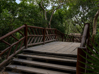 wooden bridge in the woods