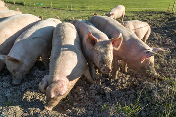 Pigs