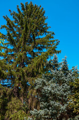 Branch of spruce with fir-needles blue color. Summer
