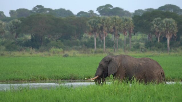 Elephant water walk in the nature habitat. Uganda wildlife, Africa. Elephant in rain. Elephant in Murchison Falls NP, Uganda. Big Mammal in the green grass, forest vegetation in the background. 